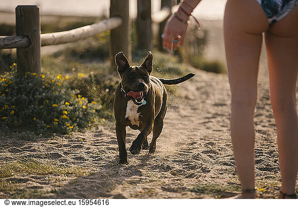 Dog running on the beach  Almeria  Spain