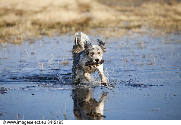Dog runs across a flooded meadow to retrieve a Frisbee  Wustermark  Brandenburg  Germany