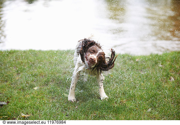Dog shaking water from wet hair