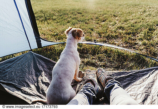 Dog sitting by legs of mid adult woman in tent