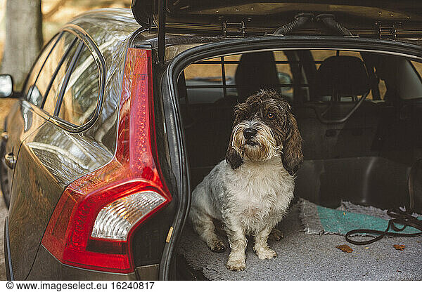 Dog sitting in car boot