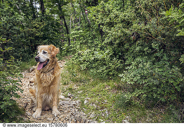 Dog sitting in Ucka Nature Park  Istria  Croatia