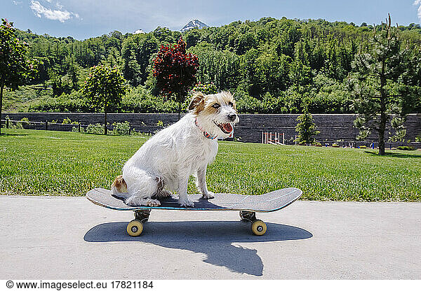 Dog sitting on skateboard in front of trees