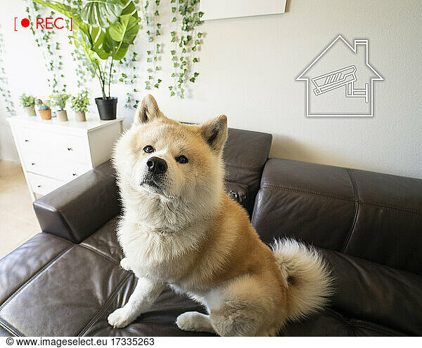 Dog sitting on sofa with surveillance icon at smart home