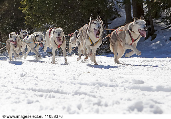 Dog sled or dog sledge  sledge dogs running through a forest  in winter  Walgau  Bavaria  Germany  Europe