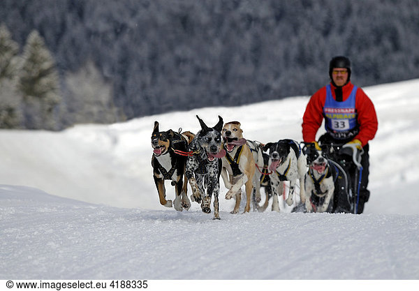 Dog sled team in winter  Unterjoch  Bavaria  Germany  Europe