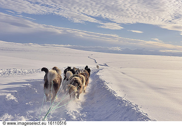 Dog sledge hitch in the hills  East Greenland