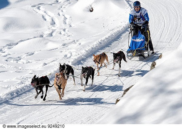 Dog sledge races in Gadmen  Switzerland.