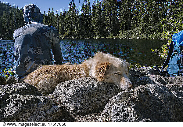 Dog sleeping on rocks next to an alpine lake