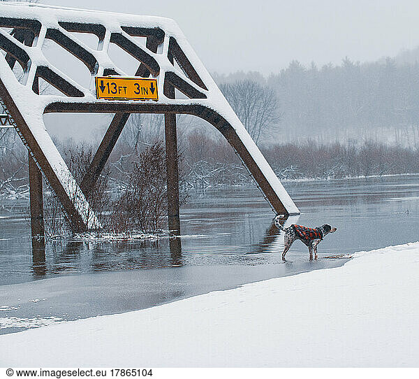Dog Stands in Snow Near Flooded Bridge