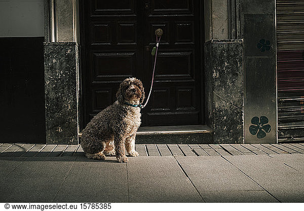 Dog tied to a door in the city