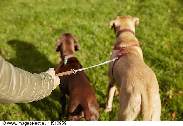 Dog walker with two dogs on leads