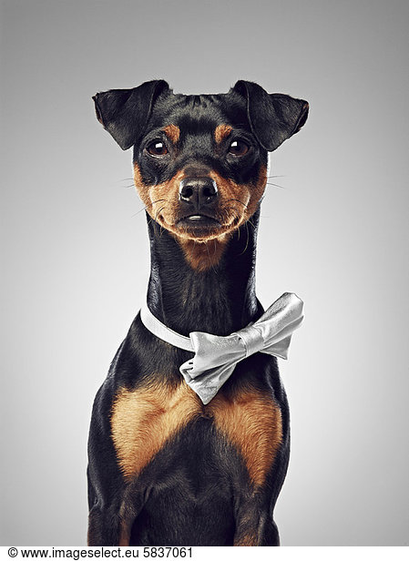 Dog wearing bow tie