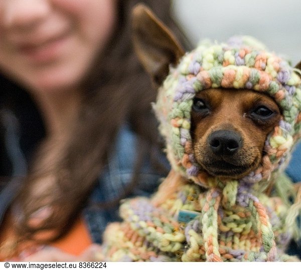 Dog wearing knitted hat