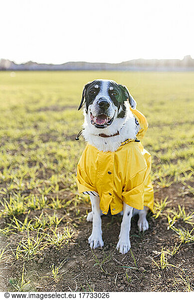 Dog wearing raincoat at meadow on sunny day