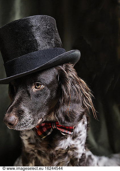 Dog wearing top hat and bow tie