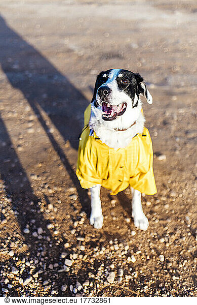 Dog wearing yellow raincoat on sunny day
