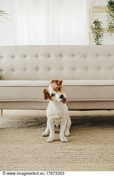Dog with head cocked sitting in front of sofa at home