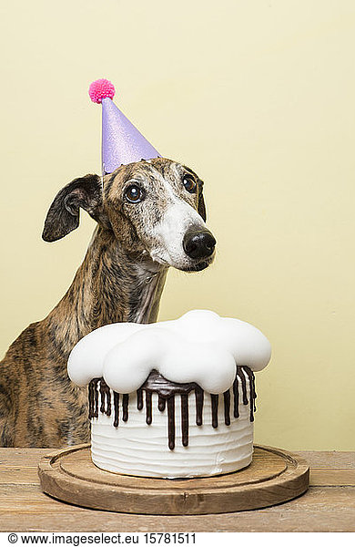 Dog with his birthday cake celebrating his anniversary