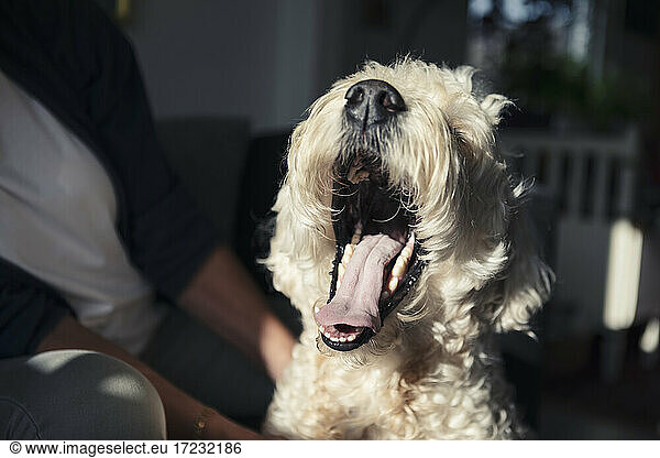 Dog yawning in sunlight at home