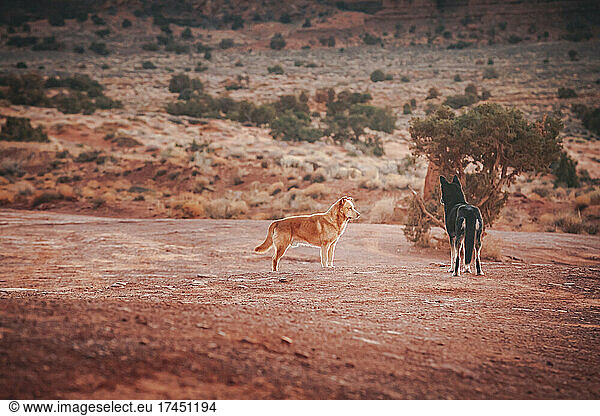 Dogs are standing in Monument Valley  Arizona