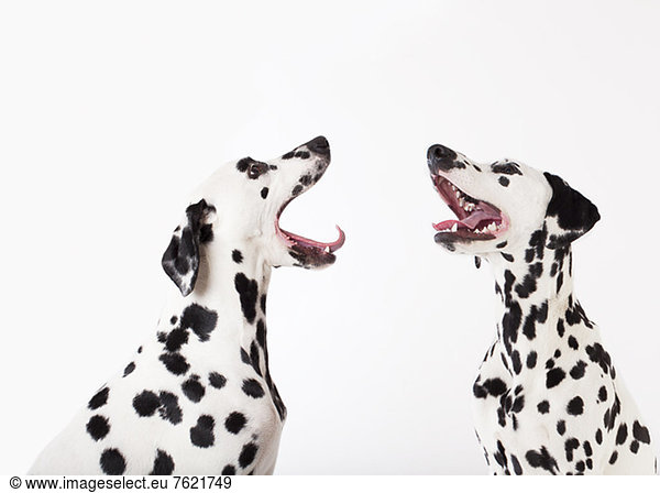 Dogs howling at each other