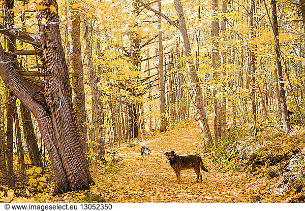 Dogs in forest