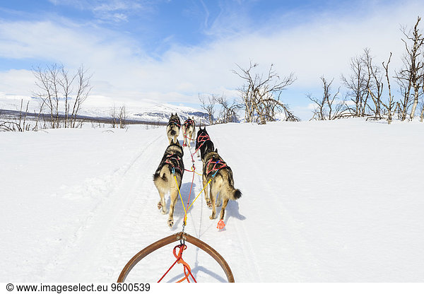 Dogs pulling sledge