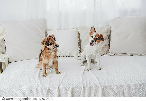 Dogs sitting on sofa at home