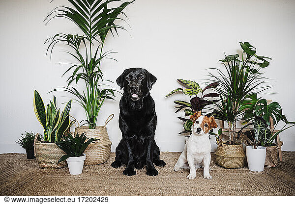 Dogs sitting together on carpet by plant at home