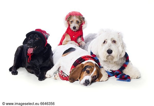 Dogs Wearing Winter Accessories