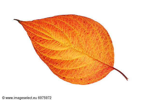 Dogwood Leaf