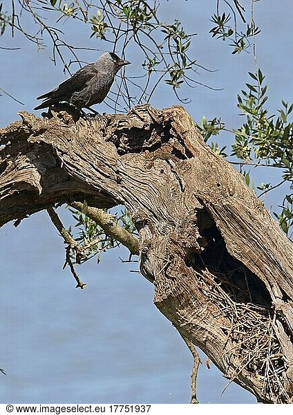 Dohle (Corvus monedula) ausgewachsen  sitzt in der Olive (Olea europaea) in der Nähe des Nestes in der Höhle  Coto Donana  Andalusien  Spanien  Mai  Europa