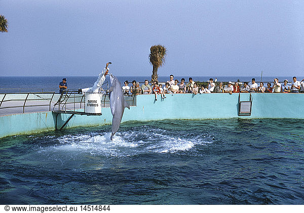 Dolphin Jumping out of Water for Food at Show  Florida  USA  1955