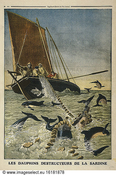 Dolphins and pilchard fishers / Illust.