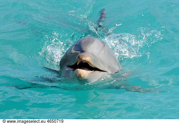 Dolphins perform at Marine Adventure Park at Boatswain Beach Grand Cayman Islands Caribbean