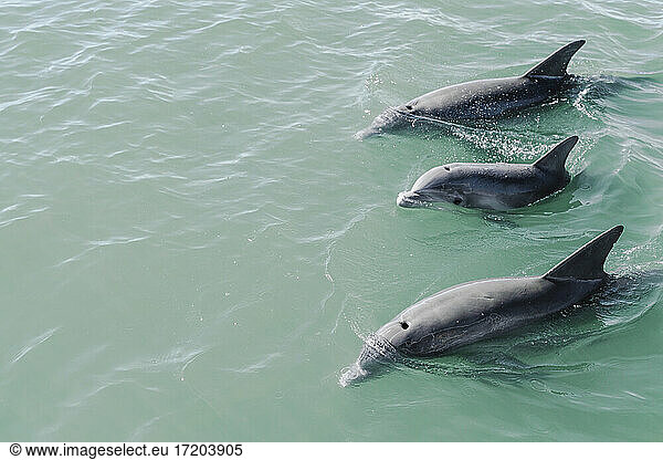 Dolphins swimming near surface