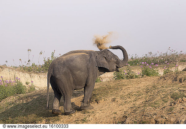 Domestic Asian Elephant (Elephas maximus) dust bathing  Kaziranga National Park  State of Assam  India