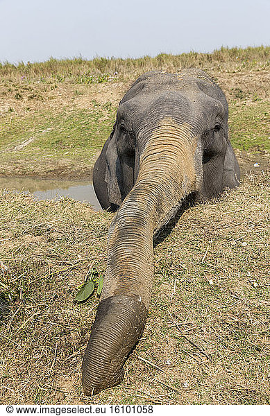 Domestic Asian Elephant (Elephas maximus) dust bathing  Kaziranga National Park  State of Assam  India