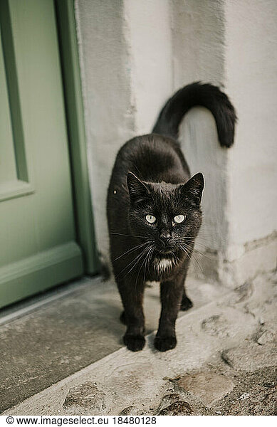 Domestic black cat standing near door