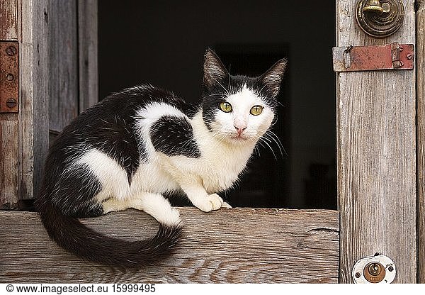 Domestic cat (Felis catus). Resting at an open window. Trinidad  Cuba.