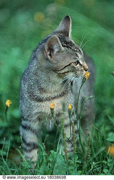 Domestic Cat  Hauskatze (Saeugetiere) (mammals) (animals) (Haustier) (Heimtier) (pet) (kurzhaarig) (short-haired) (außen) (outdoor) (Wiese) (meadow) (Blumen) (sitzen) (sitting) (adult) (schnuppern) (sniffing) getigert