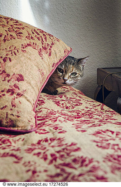 Domestic cat hides behind pillow at home