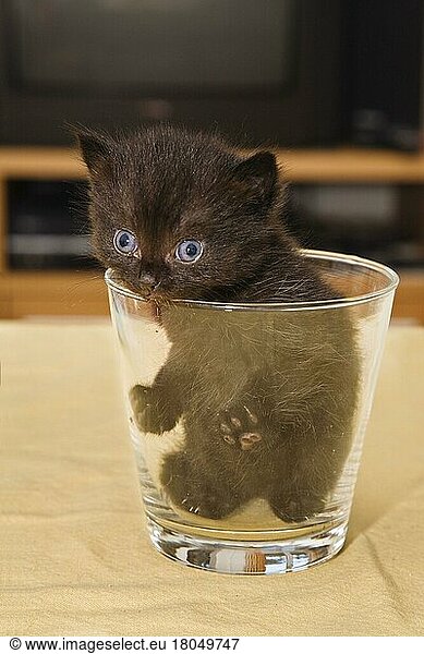 Domestic cat  kitten in drinking glass  water glass  glass