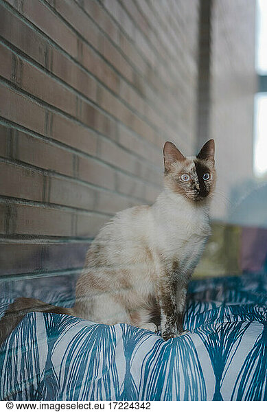 Domestic cat looking through window