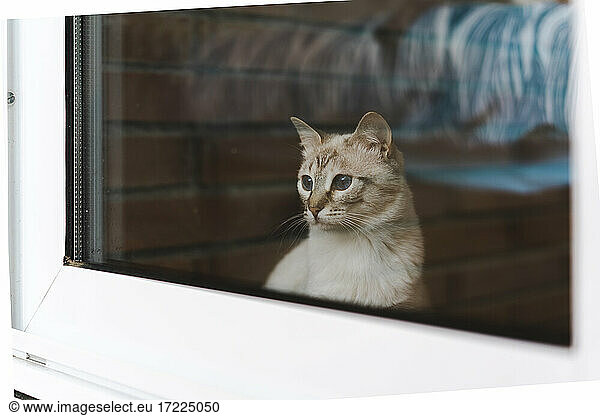 Domestic cat looking through window