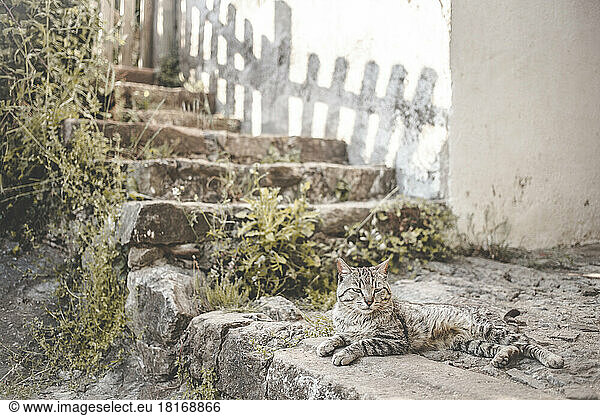 Domestic cat lying near plants by steps