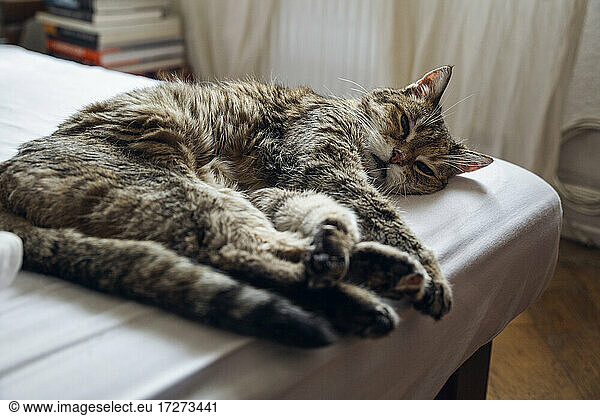 Domestic cat lying on bed at home