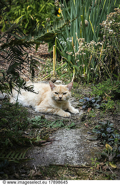 Domestic cat relaxing in garden