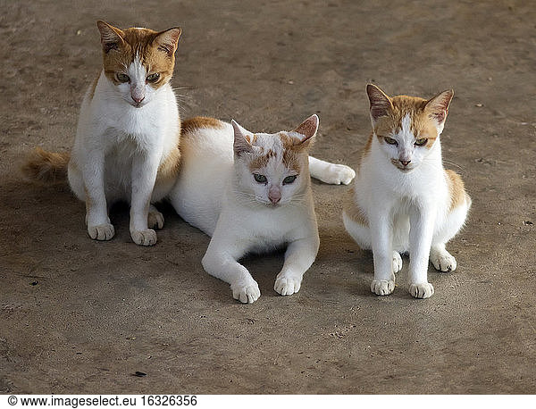 Domestic cats  Felis silvestris catus